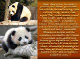 Since there are so few captive pandas, the Chinese government has officially banned hunting them and only rarely permits their export. The panda remains one of the world's most mysterious creatures, nearly as baffling a subject of investigation in captivity as it is when free. The giant pandas remot
