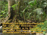 Rainforests are forests characterized by high rainfall. The monsoon trough, alternately known as the intertropical convergence zone, plays a significant role in creating Earth's tropical rain forests.