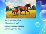 The horse has a foal. What does it say? Jogogo, jogogo, jogogo All through the day