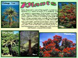 New Zealand is one of the world’s richest bio-diverse flora areas on earth. It is endemic and its extent is enormous. Native trees include Rimu, Totara, Matai, Kahikatea, Rata, Tawa and many species of ferns including some giant tree ferns. Other notable trees include the Cabbage Tree, the Nikau Pal