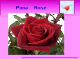Роза Rose