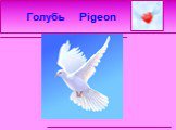 Голубь Pigeon