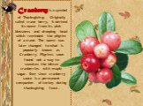 Cranberry is a symbol of Thanksgiving. Originally called crane berry, it derived its name from its pink blossoms and drooping head which reminded the pilgrim of a crane. The name was later changed to what is popularly known as Cranberry. Pilgrims soon found out a way to sweeten the bitten cranberrie