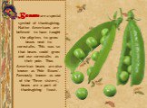 Beans are a special symbol of thanksgiving. Native Americans are believed to have taught the pilgrims to grow beans next to cornstalks. This was so that beans could grow and use cornstalks as their pole. Thus American beans are also known as 'Pole Beans'. Famously known as one of the 'Three sisters'