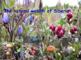 The natural wealth of Siberia
