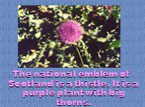 The national emblem of Scotland is a thistle. It is a purple plant with big thorns.