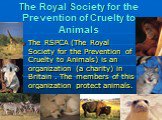 The Royal Society for the Prevention of Cruelty to Animals. The RSPCA (The Royal Society for the Prevention of Cruelty to Animals) is an organization (a charity) in Britain . The members of this organization protect animals.