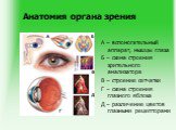 Анатомия органа зрения. А – вспомогательный аппарат, мышцы глаза Б – схема строения зрительного анализатора В – строение сетчатки Г – схема строения глазного яблока Д – различение цветов глазными рецепторами