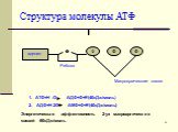 Структура молекулы АТФ. аденин Ф Рибоза. Макроэргические связи. АТФ+Н 2О АДФ+Ф+Е(40кДж/моль) 2. АДФ+Н 2О АМФ+Ф+Е(40кДж/моль). Энергетическая эффективность 2-ух макроэргических связей -80кДж/моль