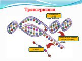 Транскрипция Молекула ДНК. Комплементарная мРНК (иРНК). Белок
