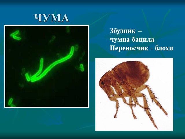 Чума проект по биологии