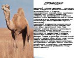 ДРОМЕДАР Одногорбый верблюд [дромедар] - изначально обитал в засушливых районах Ближнего Востока до северной Индии и в Африке, преимущественно в Сахаре. Позже одногорбые верблюды были ввезены в Центральную Австралию, где распространены в пустынных областях. Масса дромедара 300-690 кг, высота в холке