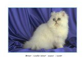 Белые голубоглазые кошки глухие
