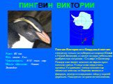 ПИНГВИН ВИКТОРИИ. Рост: 60 см. Вес: около 3 кг. Численность: 5-10 тыс. пар Место обитания: Новая Зеландия. Пингвин Виктории или Фиордовый пингвин гнездится только на побережье острова Южный в Новой Зеландии, а также на двух небольших прибрежных островах - Стьюарт и Соландер. Позади глаз имеет хохоло