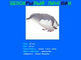 БЕЛОКРЫЛЫЙ ПИНГВИН. Рост: 40 см. Вес: 1,5 кг. Численность: около 1 млн. птиц Место обитания: восточное побережье Новой Зеландии