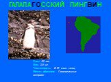 ГАЛАПАГОССКИЙ ПИНГВИН. Рост: 53 см. Вес: 2,5 кг. Численность: 6-15 тыс. птиц Место обитания: Галапагосские острова