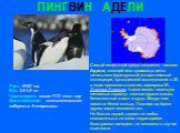 ПИНГВИН АДЕЛИ. Рост: 45-60 см. Вес: 3,5-4,5 кг. Численность: около 4170 тыс. пар Место обитания: континентальное побережье Антарктики. Самый известный среди пингвинов - пингвин Адели, носящий имя красавицы жены начальника французской антарктической экспедиции, проводившей исследования в 30-х годах п