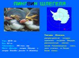 ПИНГВИН ШЛЕГЕЛЯ. Рост: 65-75 см. Вес: 5,5 кг. Численность: 850 тыс. пар Место обитания: остров Макуори и остров Кэмпбел (южнее Н. Зеландии). Пингвина Шлегеля, распространение которого ограничено островом Макуори, расположенным немного южнее Новозеландского плато, легко отличить по белым бокам головы