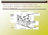 Наркотическое вещество блокирует дофаминовый транспортёр от всасывания дофамина обратно, орошая синапс с дофамином.