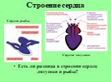 Есть ли разница в строении сердец лягушки и рыбы? Строение сердца Сердце рыбы Сердце лягушки