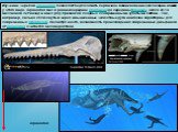 Изучение черепов Squalodon позволяет педположить первичное возникновение эхолокации именно у этого вида. Squalodon жил в ранней середине Олигоцена до середины Миоцена, около 33-14 миллионов лет назад и имел ряд признаков сходных с современными зубатыми китами . Так, например, сильно сплюснутый череп