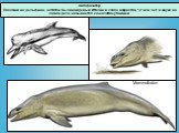 Зигофизитер Похожий на дельфина, остатки были найдены в Италии в слоях возрастом 10 млн лет, в науке на самом деле называется кашалотом-убийцей. Mammalodon