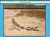Вади-аль-Хитан (араб. وادي الحيتان‎‎, «Долина китов») - кладбище ископаемых животных (150 км к юго-западу от Каира)
