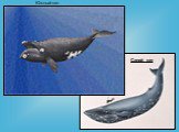 Южный кит Синий кит