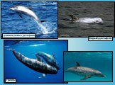 Гринды Серый дельфин. длинноклювые дельфины