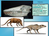 Pakicetus. Пакицет ( лат. Pakicetus) — вымершее хищное млекопитающее. Самый древний из ныне известных предшественников современного кита, живший примерно за 48 млн лет до н. э. и приспособившийся к первым попыткам поиска пищи в воде.