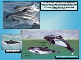 Короткоголовые дельфины (Lagenorhynchus) Представители этого рода обычно обитают в более холодных водах, чем большинство дельфинов - некоторые виды встречаются даже вблизи полярных льдов. Беспёрые морские свиньи. Дельфин горбатый