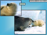 тюлени, морские львы и моржи. тюлени