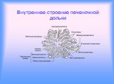 Внутреннее строение печеночной дольки