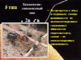 5 тип. Встречается у пчел и муравьев: самцы развиваются из неоплодотворенных гаплоидных яйцеклеток (партеногенез), самки – из оплодотворенных диплоидных). Гаплоидно-диплоидный тип 2n n