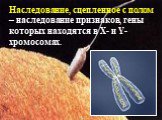 Наследование, сцепленное с полом – наследование признаков, гены которых находятся в Х- и Y-хромосомах.