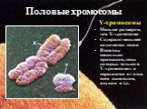 Y-хромосомы Меньше размером, чем Х-хромосома Содержит меньшее количество генов Известны несколько признаков, гены которых только в Y-хромосомах и передаются от отца всем сыновьям, внукам и т.д.