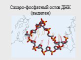 Сахаро-фосфатный остов ДНК (выделен)