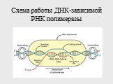 Схема работы ДНК-зависимой РНК полимеразы