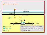 TetR+Tc. При связывании с Tc белок TetR перестает связываться со “своим” участком ДНК