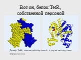 Вот он, белок TetR, собственной персоной. Димер TetR, взаимодействующий с двумя молекулами тетрациклина