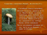 Сыроежка сереющая (Russula decolorans (Fr.) . Съедобный (третья категория) Шляпка мясистая, диаметр до 12 см. Мякоть белая, на изломе сереющая, запах грибной, вкус сначала сладковатый, к старос-ти острый. Ножка 6-10 см дли-ны, диаметр1-2 см, плотная, белая, потом сереющая. Растет во влажных сосновых