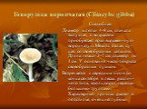 Говорушка ворончатая (Clitocybe gibba). Съедобная. Диаметр шляпки 4-8 см, сначала выпуклая, с возрастом приобретает ярко выражен-ную ворончатую. Мякоть белая, су-хая, со своеобразным запахом. Длина ножки 3-7 см, диаметр до 1 см. У основания часто покрыта своеобразным пушком. Встречается с середины и