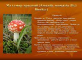 Мухомор красный (Amanita muscaria (Fr.) Hooker). Ядовитый. Шляпка до 20 см в диаметре, ярко-красная, оранжево-красная, поверх-ность усеяна белыми или слабо-желтыми многочисленными боро-давками. Ножка до 20 см длины, 2,5- 3,5 см диаметром, у основания клубневидная, с белым или желто-ватым кольцом. Ос