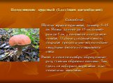 Подосиновик красный (Leccinum aurantiacum). Съедобный. Шляпка красно-оранжевая, диаметр 5-15 см. Ножка длиной до 15 см, диамет-ром до 5 см, у основания иногда зеле-новатая, глубоко уходящая в землю, покрытая продольными волокнистыми чешуйками белого или сероватого цвета. Растет с июня по октябрь, об