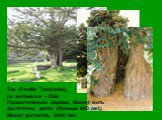 Тис (Familia Taxaceae), по английски – Oak. Примечательно дерево. Может жить достаточно долго (больше 800 лет.) Может достигать 3000 лет.