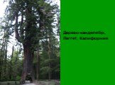 Дерево-канделябр, Леггет, Калифорния