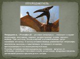 Птеродактиль (Pterodactyl) – дословно «птицекрыл» – относился к группе птерозавров, получивших широкое распространение в конце юрского периода. Они населяли Землю в юрский и меловой периоды 150-70 миллионов лет назад. К началу мелового периода длиннохвостые птерозавры практически вымерли, а единстве
