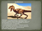 Дейноних – дословный перевод «страшный коготь» - относился к группе ящеротазовых динозавров. Обитал во времена раннего мела около 100 миллионов лет назад в восточном полушарии на территории североамериканского континента. Скромные размеры ящера – вес до 80 кг, высота около 1,5 метра, наибольшая длин