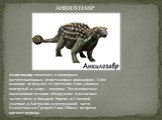 Анкилозавр относился к панцирным растительноядным птицетазовым динозаврам. Свое название он получил от греческих слов: «анкило» – изогнутый и «завр» – ящерица. Его ископаемые окаменевшие останки обнаружены в различных частях света: в Западной Европе, в Северной Америке, в Австралии, в центральной ча