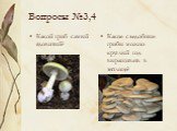 Вопросы №3,4. Какой гриб самый ядовитый? Какие съедобные грибы можно круглый год выращивать в теплице?